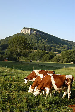 Vaches vers Ornans